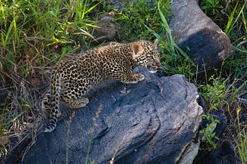 louveteau léopard sur Peter Michel
