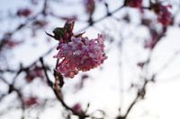 Eenzame bloem
