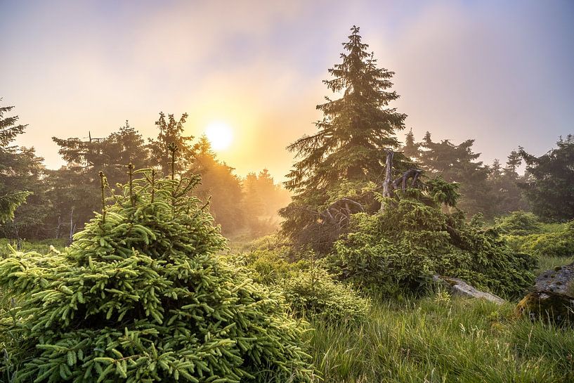 Soleil et brouillard dans le Harz par Steffen Henze