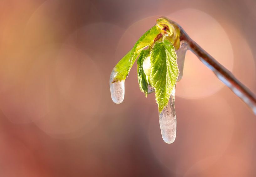 Frühling von Jeroen Mikkers