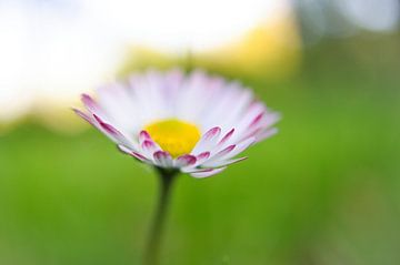 Madeliefje met bokeh van Martin Köbsch