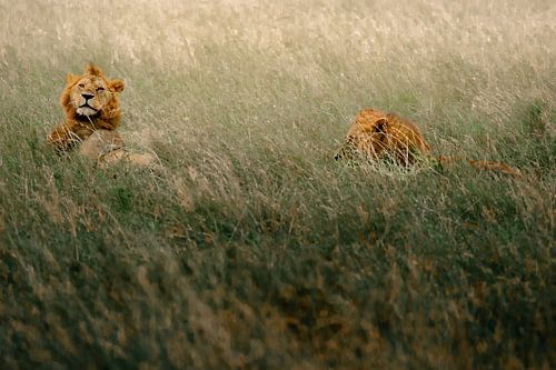 Spielende Löwenmännchen im Gras – Serengeti, Tanzania