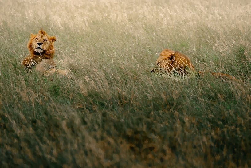 Spelende mannetjesleeuwen in het gras – Serengeti, Tanzania van RobinV