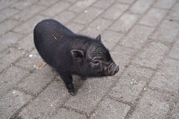 Minischwein Ferkel beim ersten Ausgang auf dem Hof. von Babetts Bildergalerie