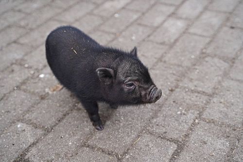 Mini biggetje bij zijn eerste uittocht op de boerderij.