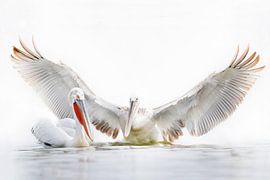 Umarmen Sie mich von Ronny De Groote