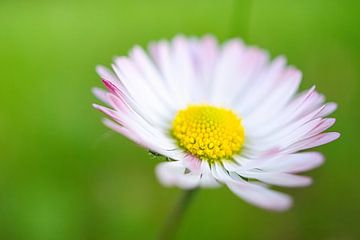 Gänseblümchen mit bokeh von Martin Köbsch