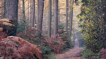 Fijlenerbos in Herbstfarben von rob creemers