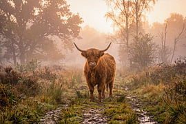 Schotse hooglander in gouden ochtendmist van Rick van de Kraats