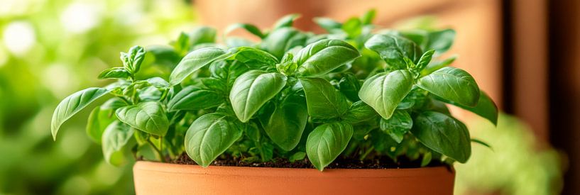 Basilikum Topf von Poster Art Shop