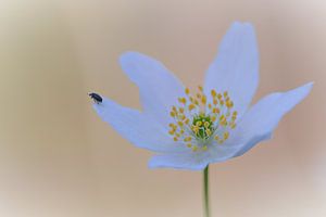 Buschwindröschen mit kleinem Käfer
