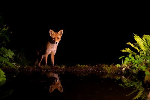 Fuchs in der Nacht am Wasser von Andius Teijgeler