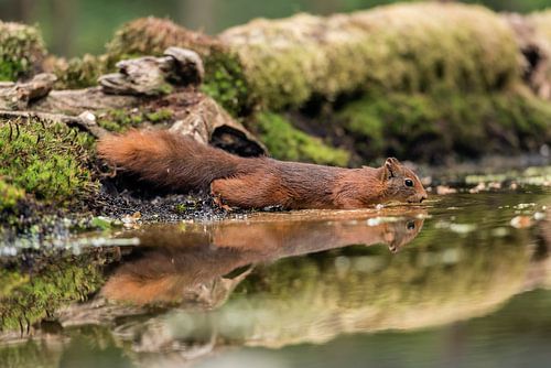Trinkendes Eichhörnchen