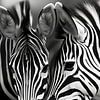 Zebra-Liebe | Ein Beziehungs-Bild von Frank Daske | Foto & Design