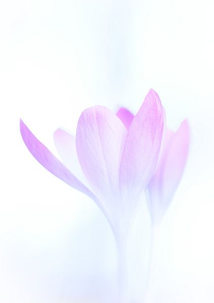 Crocus 'Safe zone' by Milou Hinssen