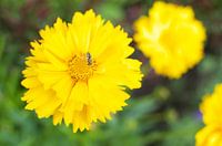 Yellow flower with insect