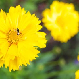 Gele bloem met insect van Photos by Aad