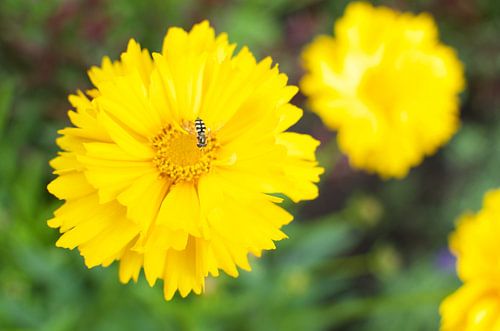 Fleur jaune avec insecte