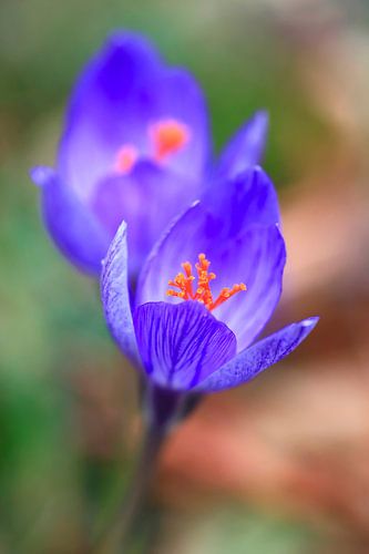 Charming Autumn Crocus