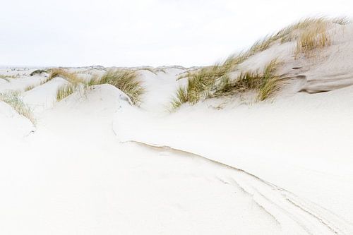 Dunes de Texel