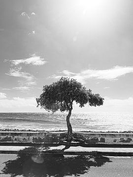 Promenade da Madalena do Mar sur Michael Schulz-Dostal