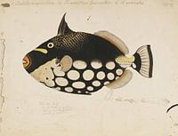 Leopardendrückerfisch (Balistoides conspicillum)