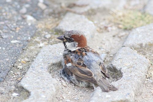 Bathing house sparrow