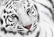 Weiße Tiger  von Marcel van Balken Miniaturansicht