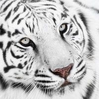 Tigers, cheetahs and more