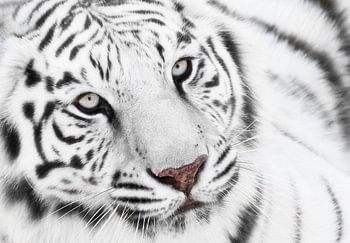 Tigre blanc