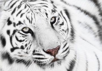 Tigre blanc sur Marcel van Balken