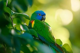 Colourful parrot in the light by Poster Art Shop
