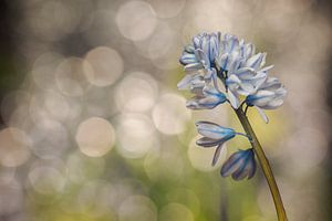 Jacinthe en tube (Puschkinia)