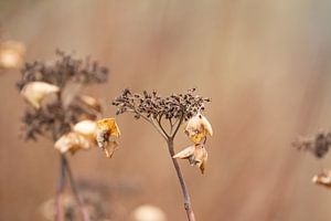 Winterblüten
