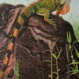 Costa Rica Pura Vida Groene iguana van Russell Hinckley