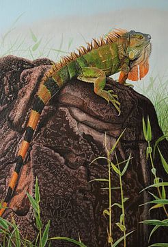 Costa Rica Pura Vida Groene iguana van Russell Hinckley