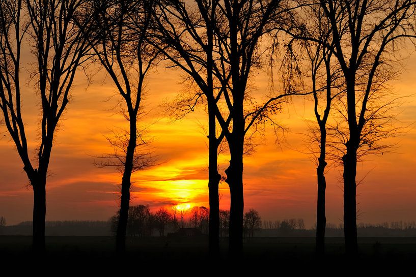 Coucher de soleil à travers les arbres par Sjoerd van der Wal Photographie