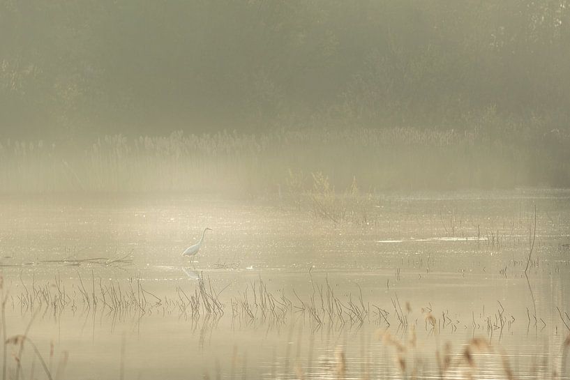 Aigrette dans le brouillard par Lucia Leemans