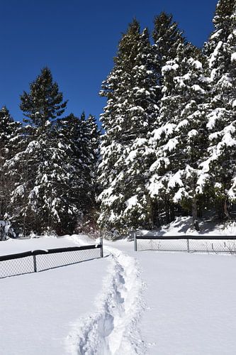 Voetafdrukken in de sneeuw