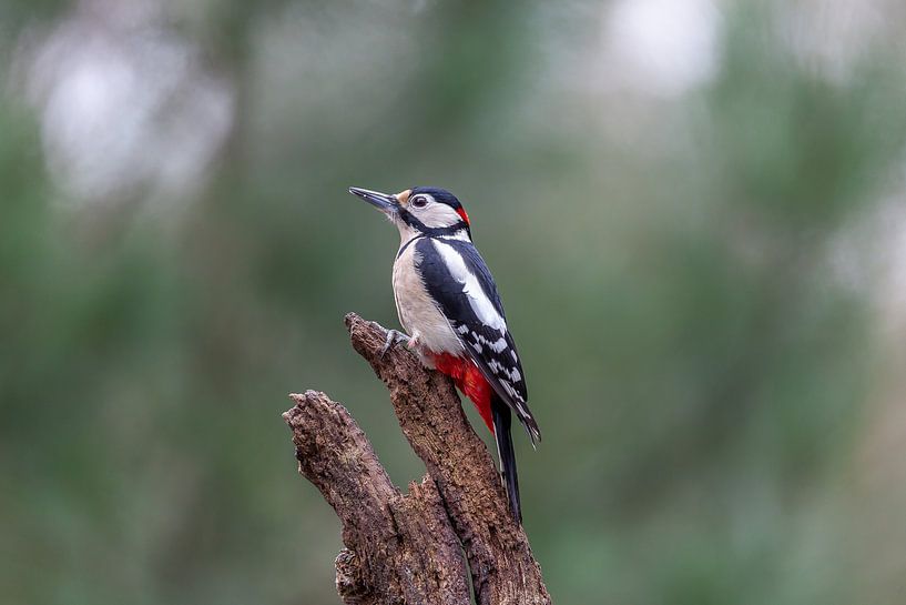 Elsterspecht von Björn van den Berg