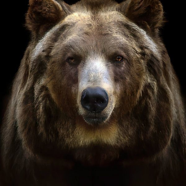 grizzly bear by Jacco Hinke