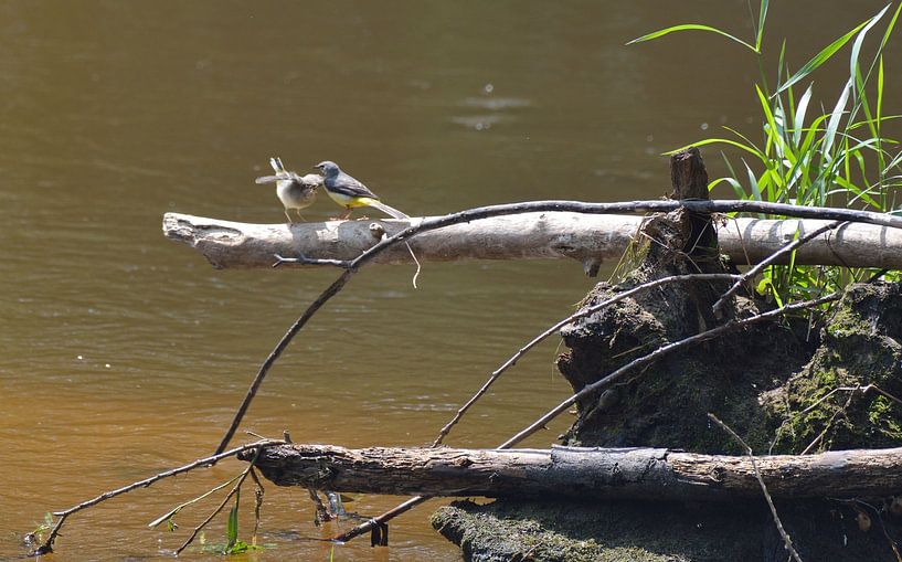 Grote gele kwikstaart is jong aan het voeren van Petra De Jonge