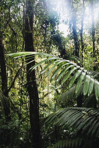Ponts suspendus d’Arenal – Parc Mistico