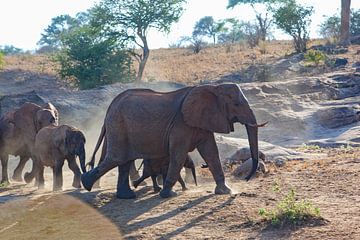 rennende olifanten van Peter Michel