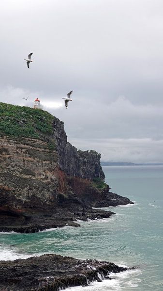 Taiaroa Head Lighthouse, Otago Peninsula New Zealand by Aagje de Jong
