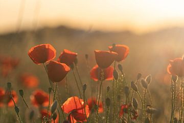 The poppy field at sunset by Marc-Sven Kirsch