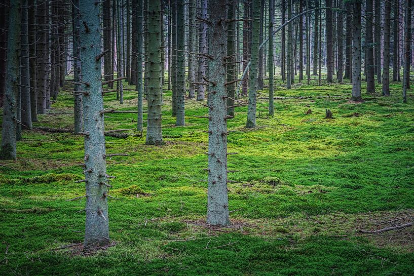 Coarse pine in moss-covered forest floor by Jan van der Vlies