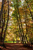 Pescocostanzo Bosco di Sant Antonio 7
