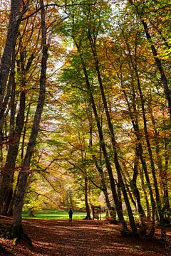 Pescocostanzo Bosco di Sant Antonio 7 by Martijn Jebbink Photography