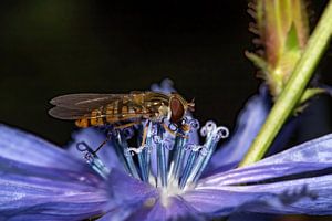 Libellule sur chicorée